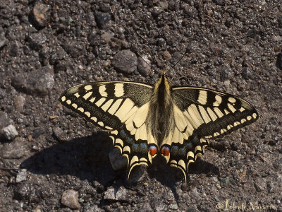 Koninginnenpage - Swallowtail - Papilio machaon