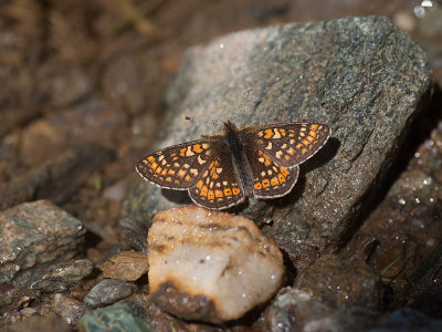 Moerasparelmoervlinder - Marsh Fritillary - Euphydryas aurinia