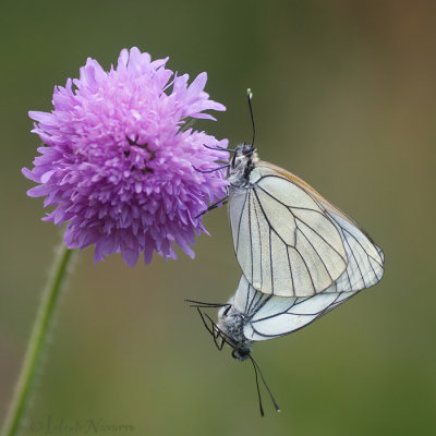 Groot Geaderd Witje - Black-veined White - Aporia crataegi