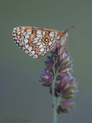 Spaanse Parelmoervlinder - Provenal Fritillary - Melitaea deione