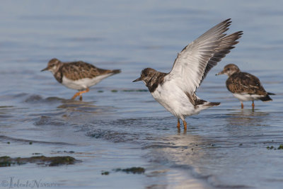 Steenloper - Ruddy Turnstone - Arenaria interpres	
