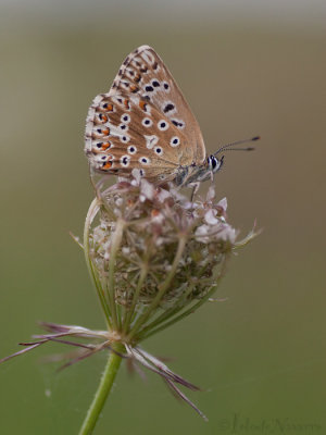 Bleek Blauwtje - Chalkhill Blue - Polyommatus coridon