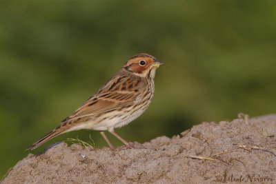 Dwerggors - Little Bunting - Emberiza pusilla