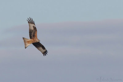 Rode Wouw - Red Kite - Milvus milvus