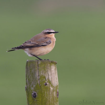 Tapuit - Northern Wheatear - Oenanthe oenanthe