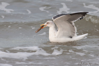 Kleine Mantelmeeuw - Lesser Black-backed Gull - Larus fuscus