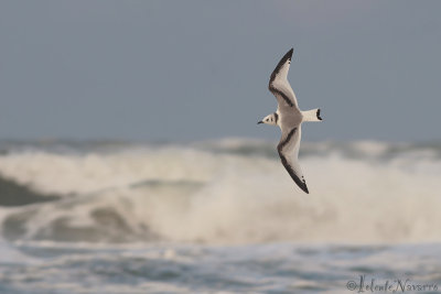 Drieteenmeeuw - Black-legged Kittiwake - Rissa tridactyla