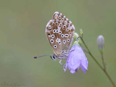 Bleek Blauwtje - Chalkhill Blue - Polyommatus coridon