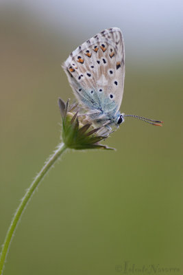 Bleek Blauwtje - Chalkhill Blue - Polyommatus coridon