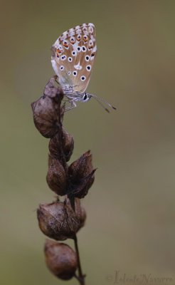 Bleek Blauwtje - Chalkhill Blue - Polyommatus coridon