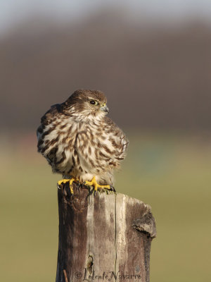 Smelleken - Merlin - Falco columbarius