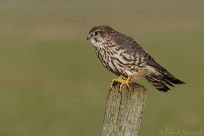 Smelleken - Merlin - Falco columbarius