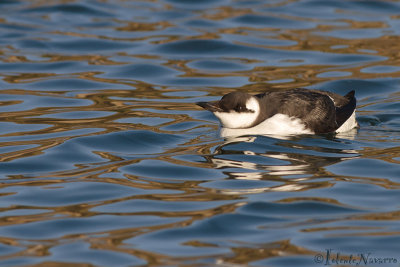Zeekoet - Common Guillemot - Uria Aalge