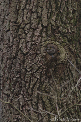 Dwerguil - Eurasian Pygmy Owl - Glaucidium passerinum