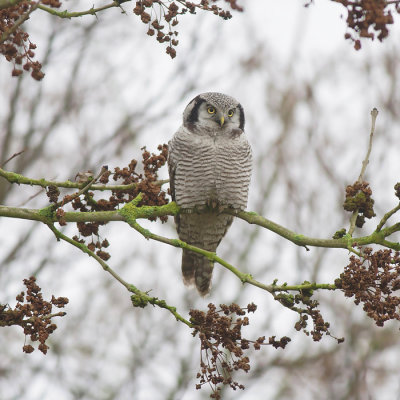 Sperweruil - Northern Hawk-Owl - Surnia ulula