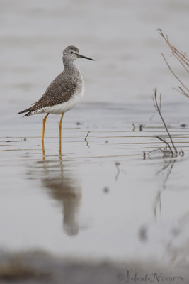 Kleine Geelpootruiter - Lesser Yellowlegs - Tringa flavipes