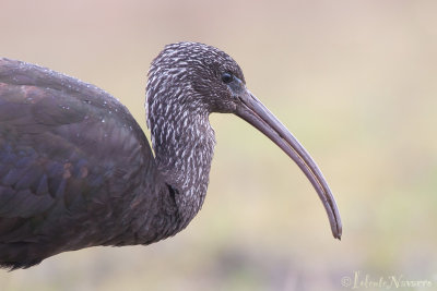 Zwarte Ibis - Glossy Ibis - Plegadis falcinellus