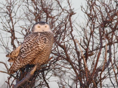 Sneeuwuil - Snowy Owl - Bubo Scandiacus