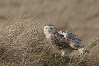 Sneeuwuil - Snowy Owl - Bubo Scandiacus