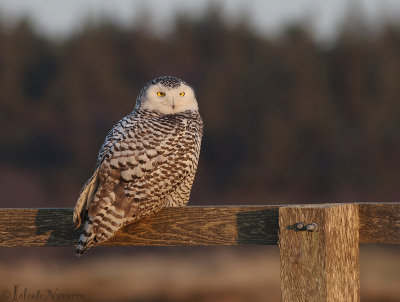 Sneeuwuil - Snowy Owl - Bubo Scandiacus