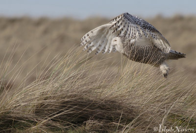 Sneeuwuil - Snowy Owl - Bubo Scandiacus