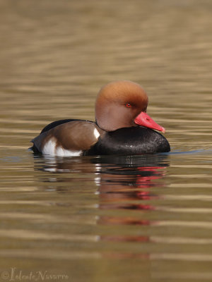 Krooneend - Red-crested Pochard - Netta rufina