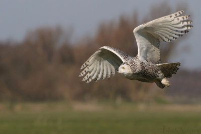 Sneeuwuil - Snowy Owl - Bubo Scandiacus