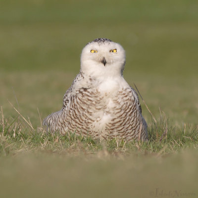 Sneeuwuil - Snowy Owl - Bubo Scandiacus
