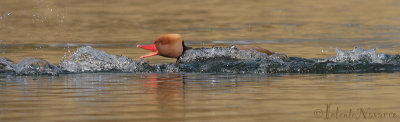 Krooneend - Red-crested Pochard - Netta rufina