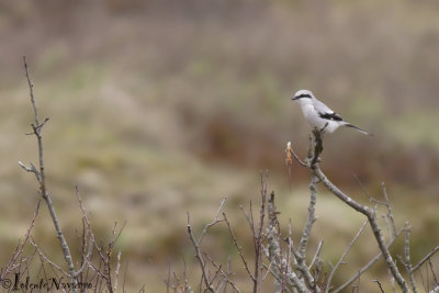 Klapekster - Great Grey Shrike - Lanius excubitor