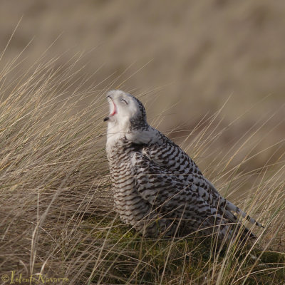 Sneeuwuil - Snowy Owl - Bubo Scandiacus