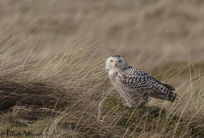 Sneeuwuil - Snowy Owl - Bubo Scandiacus