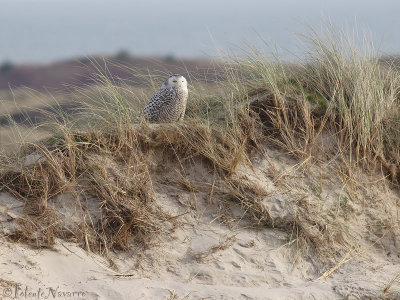 Sneeuwuil - Snowy Owl - Bubo Scandiacus