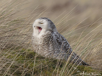 Sneeuwuil - Snowy Owl - Bubo Scandiacus