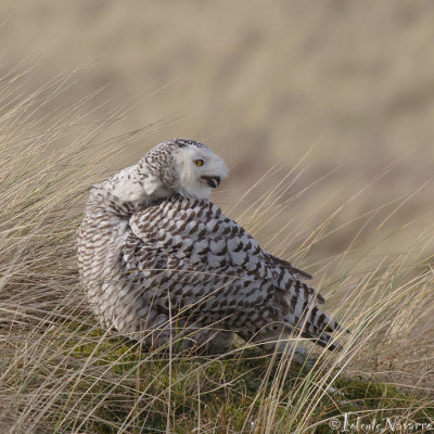 Sneeuwuil - Snowy Owl - Bubo Scandiacus