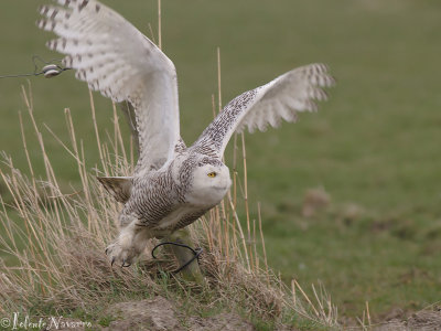 Sneeuwuil - Snowy Owl - Bubo Scandiacus