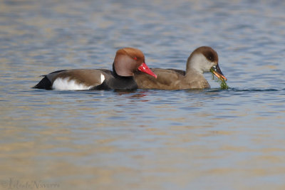 Krooneend - Red-crested Pochard - Netta rufina