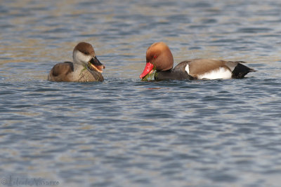 Krooneend - Red-crested Pochard - Netta rufina