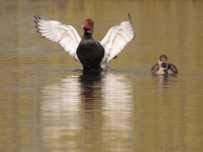 Krooneend - Red-crested Pochard - Netta rufina