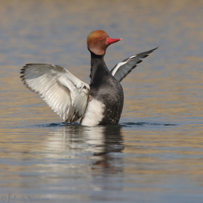 Krooneend - Red-crested Pochard - Netta rufina