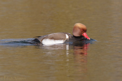 Krooneend - Red-crested Pochard - Netta rufina