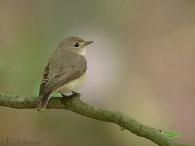 Kleine Vliegenvanger - Red-breasted flycatcher - Ficedula parva