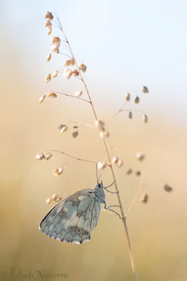 Dambordje - Marbled White - Melanargia galathea