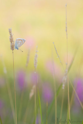 Icarusblauwtje - Common Blue - Polyommatus icarus