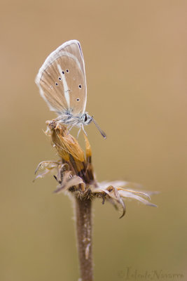 Witstreepblauwtje - Damon Blue - Polyommatus damon