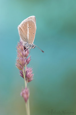 Witstreepblauwtje - Damon Blue - Polyommatus damon