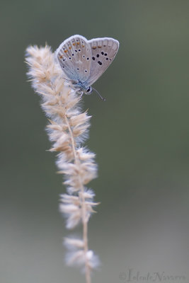 Turkooisblauwtje - Turquoise Blue - Polyommatus dorylas