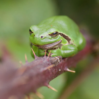 Boomkikker - European tree frog - Hyla arborea