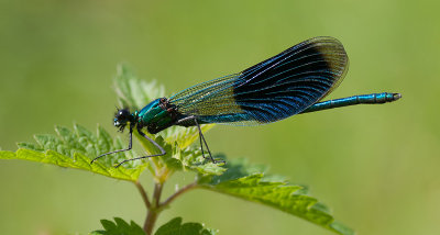 Weidebeekjuffer - Banded Demoiselle - Calopteryx splendens