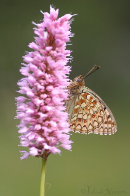 Duinparelmoervlinder -  Niobe Fritillary - Argynnis niobe